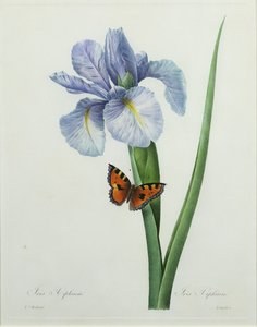 Iris xiphium, graveret af Langlois, fra "Choix des Plus Belles Fleurs", 1827